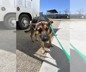 German Shepherd Dog Dogs for adoption in Bakersfield, CA, USA