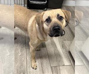 Beagle-Unknown Mix Dogs for adoption in Redlands, CA, USA