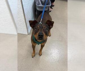 Black Mouth Cur-Unknown Mix Dogs for adoption in Fort Lauderdale, FL, USA