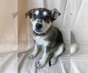 Siberian Husky-Unknown Mix Dogs for adoption in Palo Alto, CA, USA