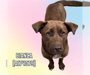 Labrador Retriever-Unknown Mix Dogs for adoption in Tulsa, OK, USA