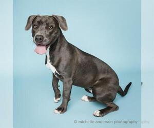 American Pit Bull Terrier-Unknown Mix Dogs for adoption in Corona, CA, USA