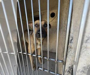 Mutt Dogs for adoption in Oklahoma City, OK, USA