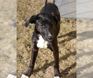 American Bulldog-Labrador Retriever Mix Dogs for adoption in Thief River Falls, MN, USA