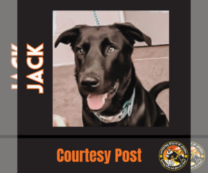 Shepradors Dogs for adoption in Chandler, AZ, USA