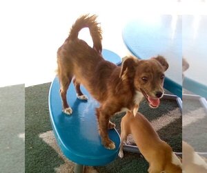 Chihuahua-Spaniel Mix Dogs for adoption in Apple Valley, CA, USA