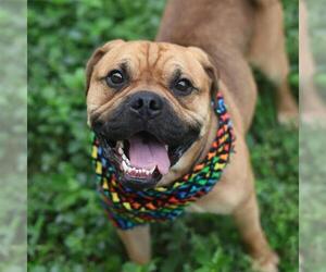 Bulldog-Unknown Mix Dogs for adoption in San Antonio, TX, USA