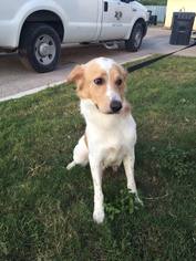 Border Collie Dogs for adoption in Del Rio, TX, USA
