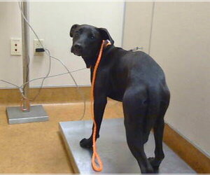 Labrador Retriever Dogs for adoption in Sacramento, CA, USA