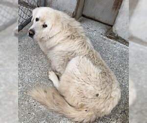 Great Pyrenees Dogs for adoption in Lodi, CA, USA