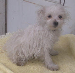 Maltipom Dogs for adoption in Birch Tree, MO, USA