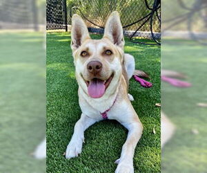 German Shepherd Dog Dogs for adoption in Salinas, CA, USA
