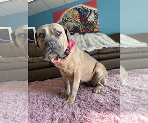 Mastiff Dogs for adoption in Goodyear, AZ, USA