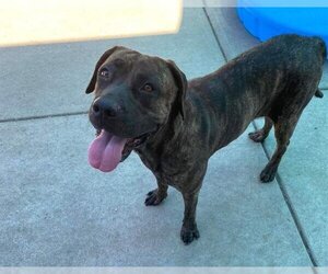 Mastiff-Unknown Mix Dogs for adoption in Sacramento, CA, USA