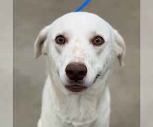Labrador Retriever-Unknown Mix Dogs for adoption in Canton, CT, USA