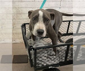 American Pit Bull Terrier Dogs for adoption in San Bernardino, CA, USA