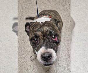 American Pit Bull Terrier Dogs for adoption in Bakersfield, CA, USA