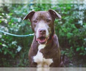 Lab-Pointer Dogs for adoption in Atlanta, GA, USA