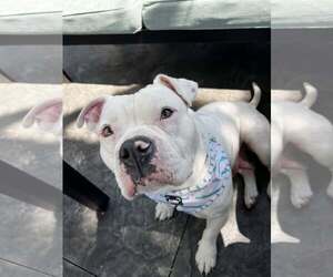Bulldog-Unknown Mix Dogs for adoption in St. Louis Park, MN, USA