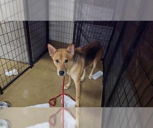 German Shepherd Dog Dogs for adoption in Riverside, CA, USA