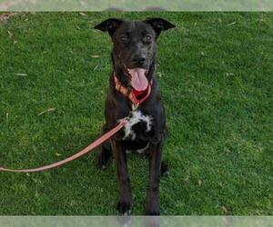 Shepradors Dogs for adoption in San Clemente, CA, USA