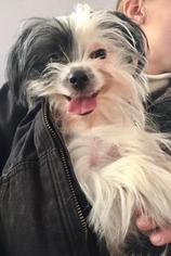 Medium Photo #1 Maltese-Unknown Mix Puppy For Sale in Kansas City, MO, USA
