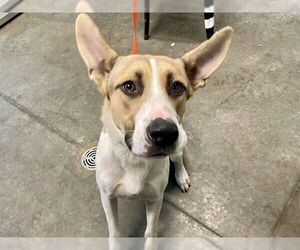 Huskies -Unknown Mix Dogs for adoption in Tavares, FL, USA