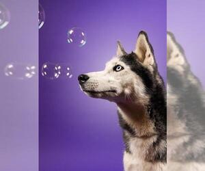 Siberian Husky Dogs for adoption in Burbank, CA, USA