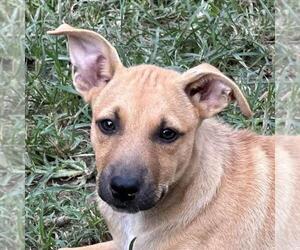 Retriever -Unknown Mix Dogs for adoption in Yardley, PA, USA