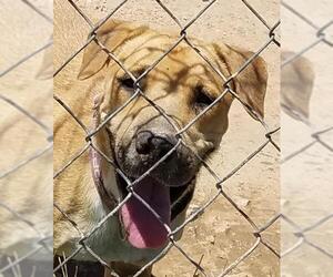 Basset Hound-Labrador Retriever Mix Dogs for adoption in Tonopah, AZ, USA
