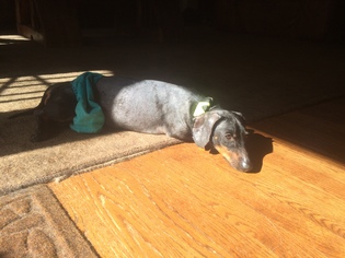 Dachshund Dogs for adoption in Staunton, VA, USA