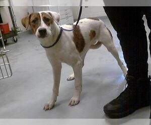 American Foxhound-Unknown Mix Dogs for adoption in Fayetteville, NC, USA