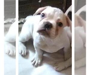French Bulldog Dogs for adoption in Pawtucket, RI, USA