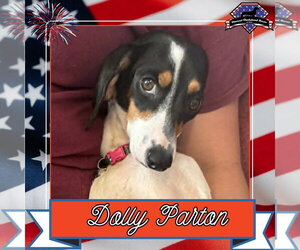 Dachshund Dogs for adoption in San Antonio, TX, USA