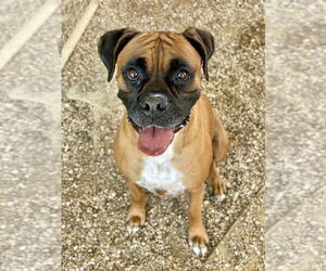 Boxer Dogs for adoption in Dumont, NJ, USA