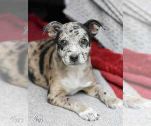 Medium Photo #2 Labrador Retriever-Unknown Mix Puppy For Sale in Brewster, NY, USA