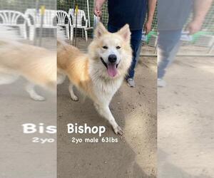 Australian Shepherd-Siberian Husky-Unknown Mix Dogs for adoption in Santa Monica, CA, USA