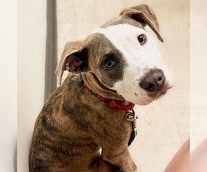 American Staffordshire Terrier Dogs for adoption in Phenix City, AL, USA