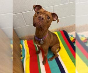 Staffordshire Bull Terrier-Unknown Mix Dogs for adoption in Brighton, CO, USA