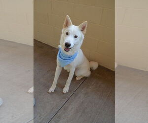 Huskies -Unknown Mix Dogs for adoption in McKinney, TX, USA