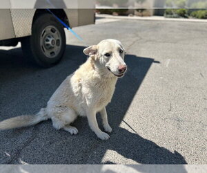 German Shepherd Dog Dogs for adoption in HESPERIA, CA, USA
