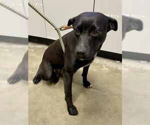 Labrador Retriever-Unknown Mix Dogs for adoption in Rosenberg, TX, USA