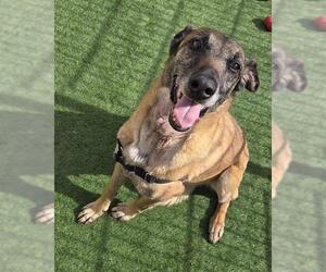 Mutt Dogs for adoption in Sacramento, CA, USA