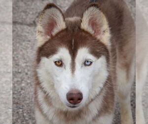 - Mix Dogs for adoption in Huntley, IL, USA