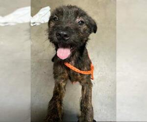 Mutt Dogs for adoption in Tulsa, OK, USA