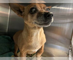Chihuahua Dogs for adoption in Rancho Cucamonga, CA, USA