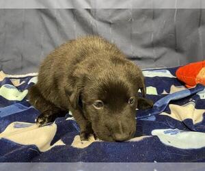 Border Collie-Unknown Mix Dogs for adoption in Modesto, CA, USA