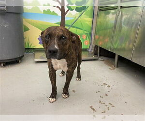 American Pit Bull Terrier-Unknown Mix Dogs for adoption in Waco, TX, USA