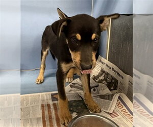 German Shepherd Dog Dogs for adoption in San Bernardino, CA, USA