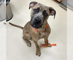 Mastiff Dogs for adoption in Center Township, PA, USA
